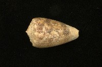 藏品(芋螺)的圖片